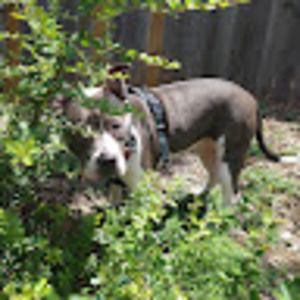 Meet your Posher, Dan